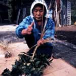 Making Bancha, at the process of drying it in the shade. (Katsuyama city, Fukui prefecture)