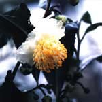 Tea flower