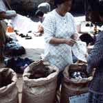 Tea market at Haiki (Haiki in Nagasaki prefecture)