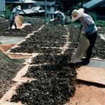 Dry Awabancha under the sun (Aoi cho in Tokushima prefecture)