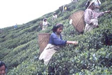 Picking tea leaves